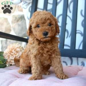 Megan, Mini Goldendoodle Puppy