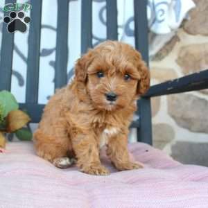 Michelle, Mini Goldendoodle Puppy