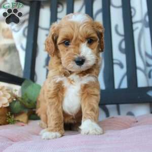 Makayla, Mini Goldendoodle Puppy