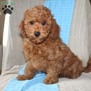 Braden, Mini Goldendoodle Puppy