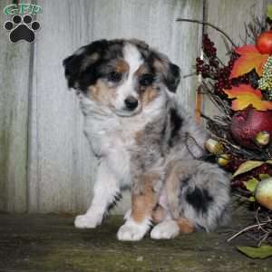 Kasper, Miniature Australian Shepherd Puppy