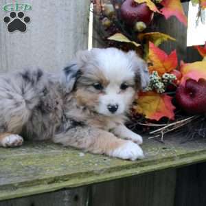 Leah, Miniature Australian Shepherd Puppy