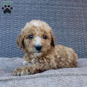 Pumpkin, Mini Goldendoodle Puppy