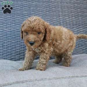 Chipper, Mini Goldendoodle Puppy