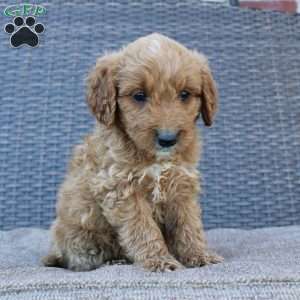 Prince, Mini Goldendoodle Puppy