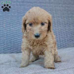 Rosie, Mini Goldendoodle Puppy