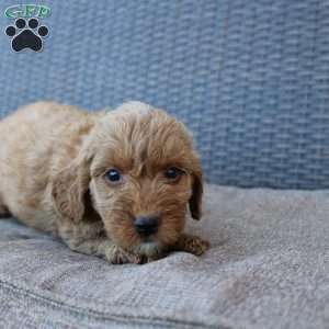 Coy, Mini Goldendoodle Puppy