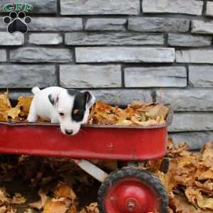 Buster, Jack Russell Terrier Puppy