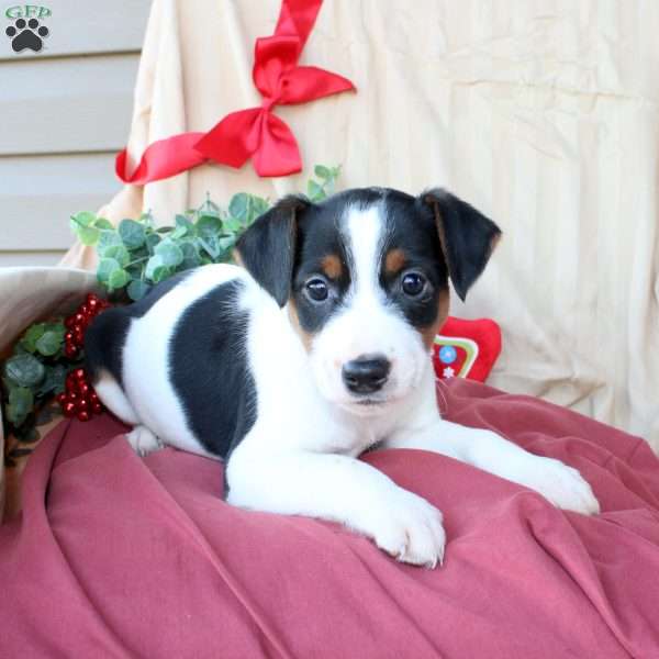 Earl, Jack Russell Terrier Puppy