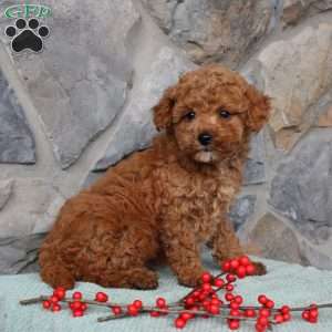 Junior, Toy Poodle Puppy