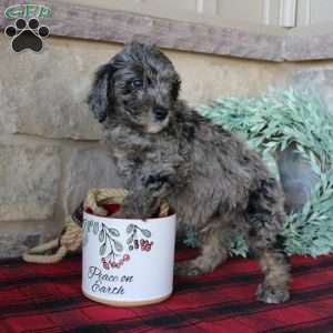 Kenny, Mini Labradoodle Puppy