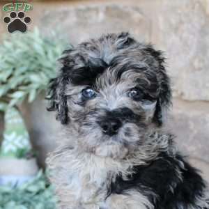 Kale, Mini Labradoodle Puppy