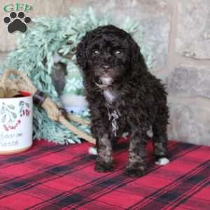 Kendra, Mini Labradoodle Puppy