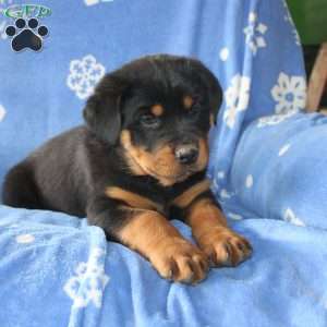 Daisy, Rottweiler Puppy