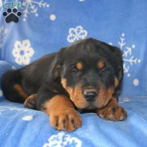 David, Rottweiler Puppy