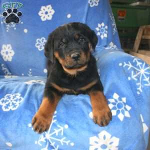 Dora, Rottweiler Puppy