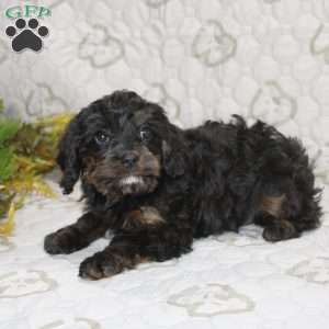 Calvin, Cavapoo Puppy