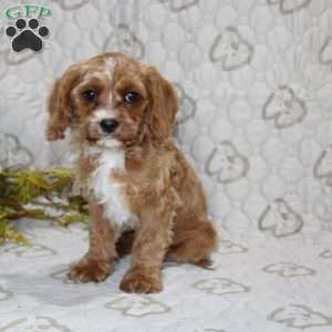 Cody, Cavapoo Puppy