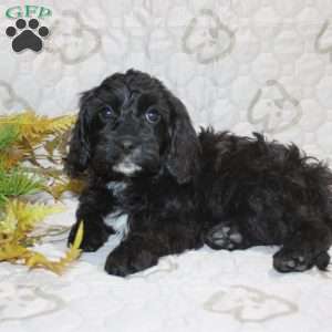 Colton, Cavapoo Puppy