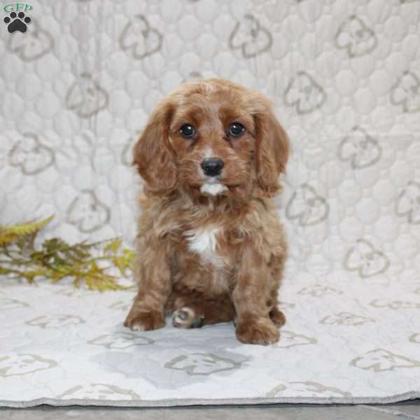 Crystal, Cavapoo Puppy