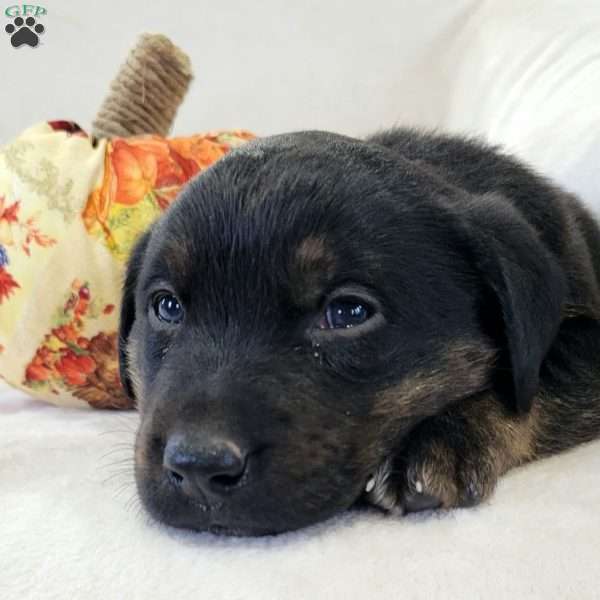 Joey, Labrador Mix Puppy