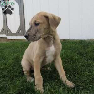 Simon, Great Dane Puppy