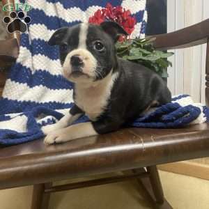 Beauty, Boston Terrier Puppy