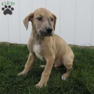 Simon, Great Dane Puppy