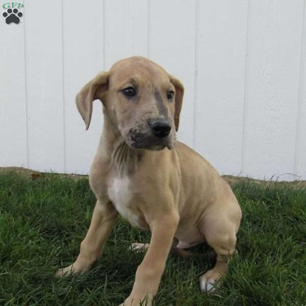 Simon, Great Dane Puppy