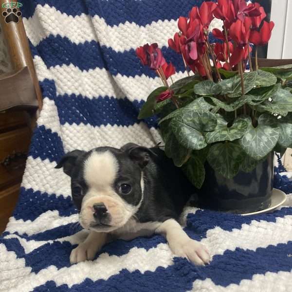 Bouncy, Boston Terrier Puppy