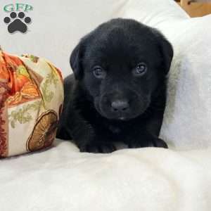 Jimmy, Labrador Mix Puppy