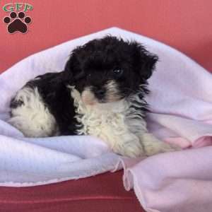 Teacup, Yorkie Poo Puppy