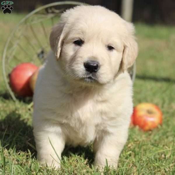 Moose, English Cream Golden Retriever Puppy