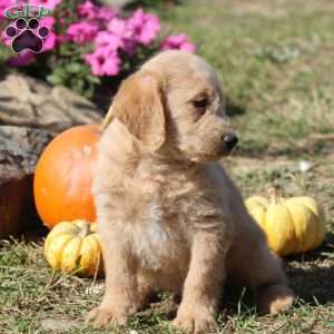 Piper, Mini Labradoodle Puppy