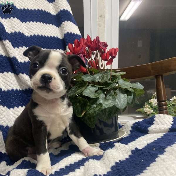 Bert, Boston Terrier Puppy