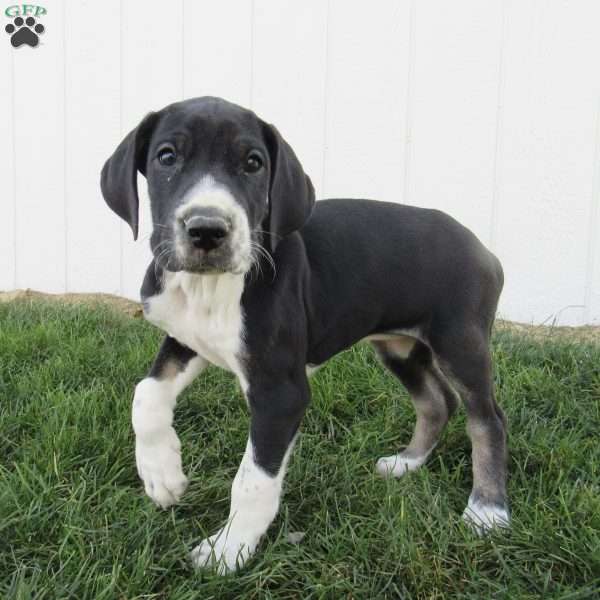 Charlotte, Great Dane Puppy