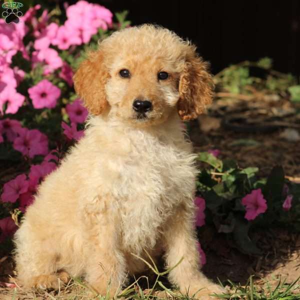 Hammy, Goldendoodle Puppy