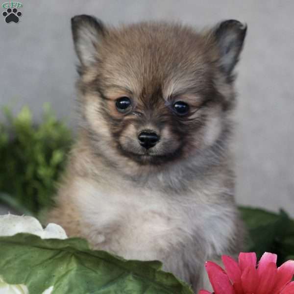 Precious, Pomeranian Puppy