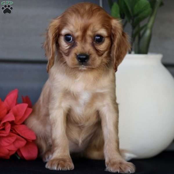 Stella, Cavapoo Puppy