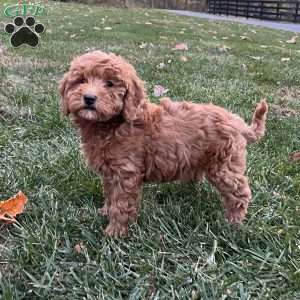 Shadow, Mini Goldendoodle Puppy