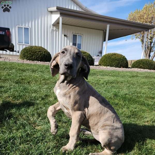 Blair, Great Dane Puppy