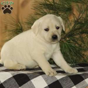 Dixie, Yellow Labrador Retriever Puppy