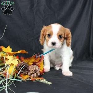 Happy, Cavalier King Charles Spaniel Puppy