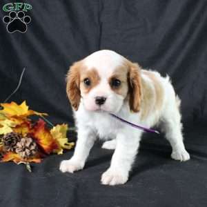 Hannah, Cavalier King Charles Spaniel Puppy