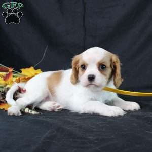 Honeydew, Cavalier King Charles Spaniel Puppy