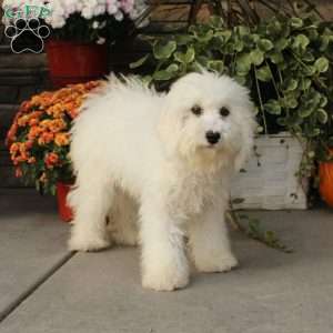 Kent, Miniature Poodle Puppy