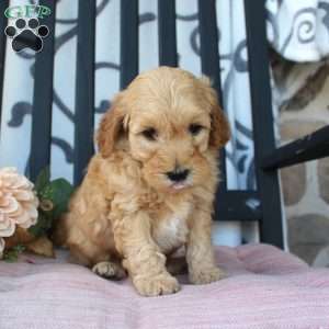 Matt, Mini Goldendoodle Puppy