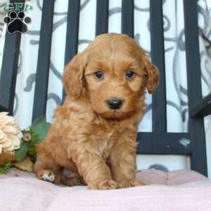 Micah, Mini Goldendoodle Puppy