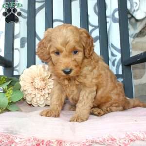 Mikey, Mini Goldendoodle Puppy