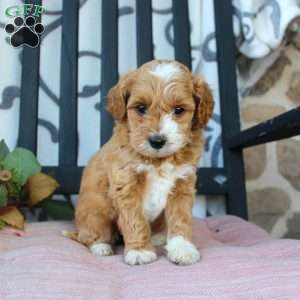 Makayla, Mini Goldendoodle Puppy